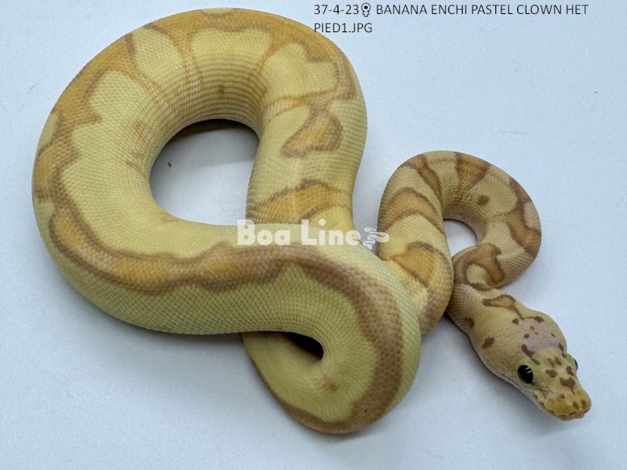 BANANA ENCHI PASTEL CLOWN HET PIED